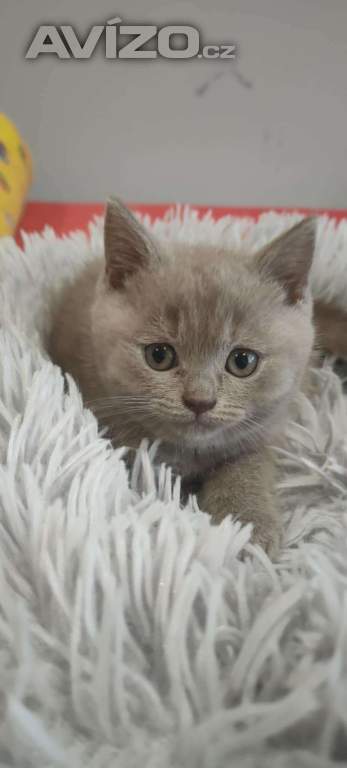 Foto inzerátu Britská koťata