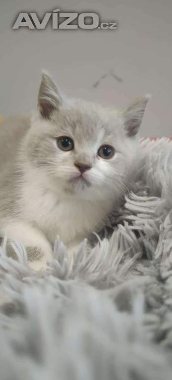 Foto inzerátu Britská koťata