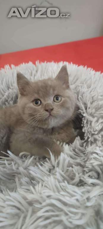 Foto inzerátu Britská koťata