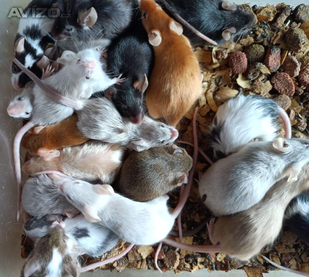 Foto inzerátu Myš, myšky