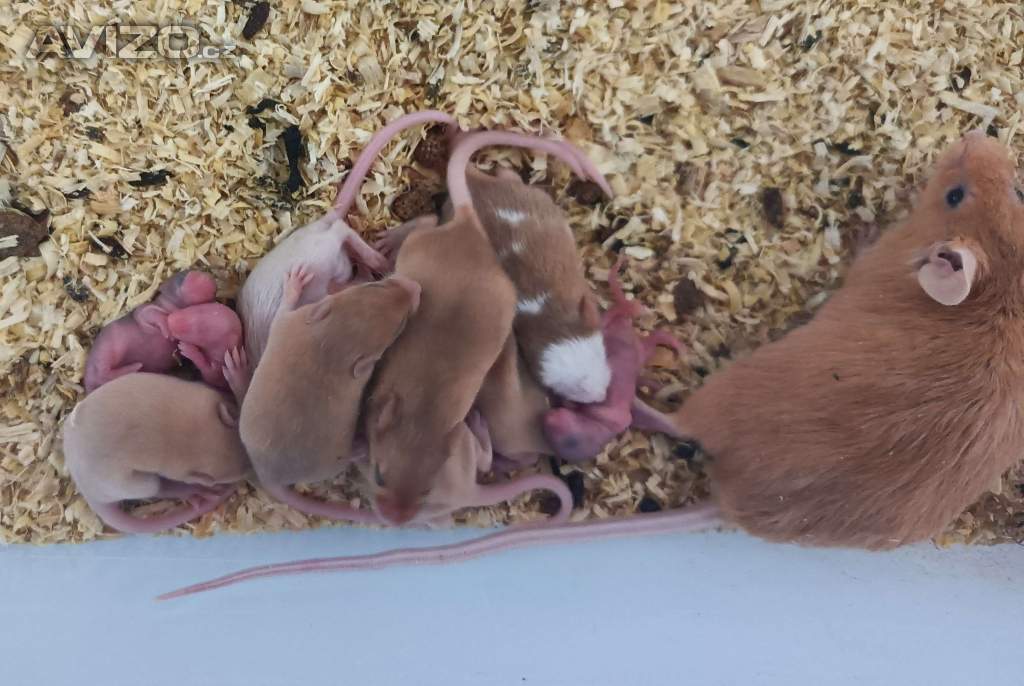 Foto inzerátu Myš, myšky