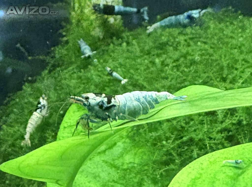 Foto inzerátu Krevetky Caridina