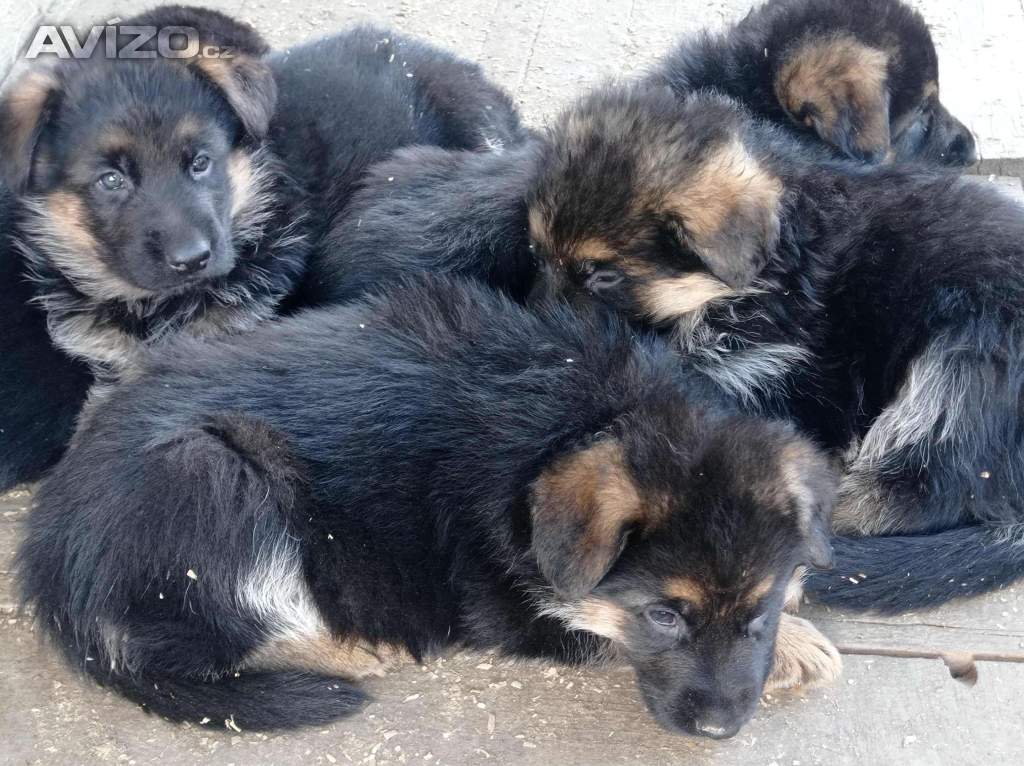 Foto inzerátu Německý ovčák