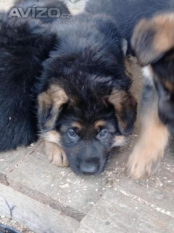 Foto inzerátu Německý ovčák