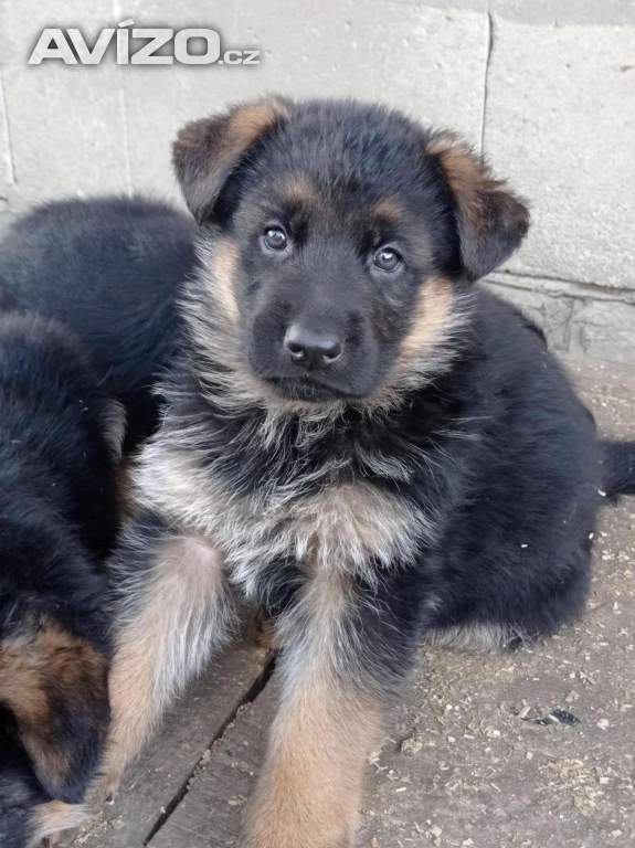 Foto inzerátu Německý ovčák