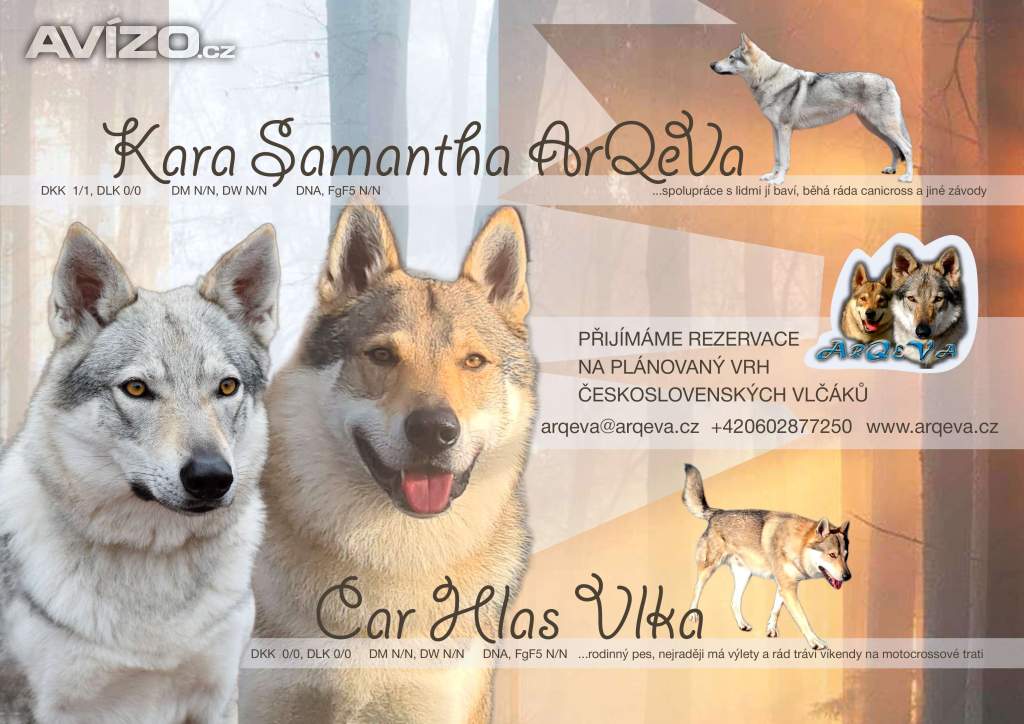 Štěňata - československý vlčák s PP