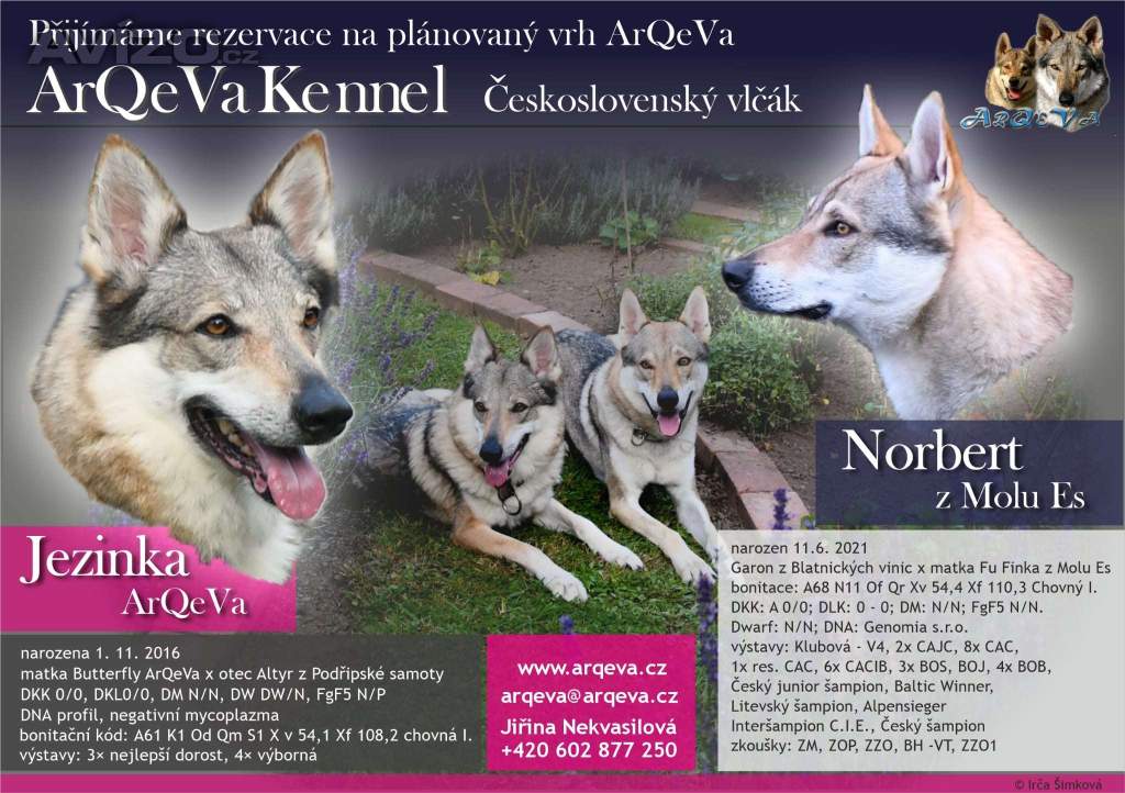 Foto inzerátu Štěňata - československý vlčák s PP