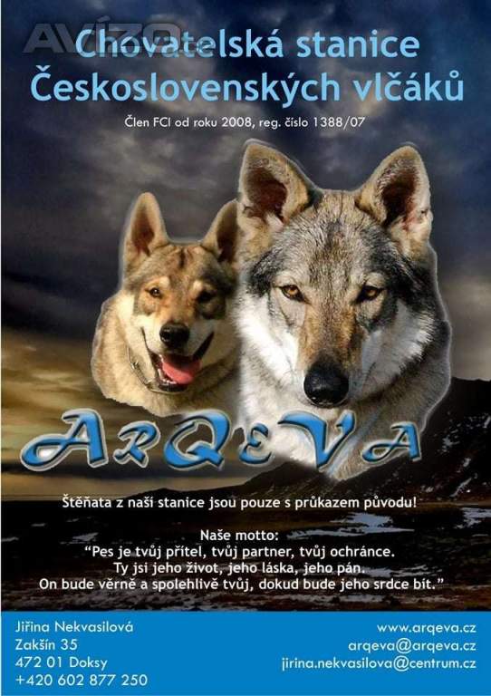 Foto inzerátu Štěňata - československý vlčák s PP
