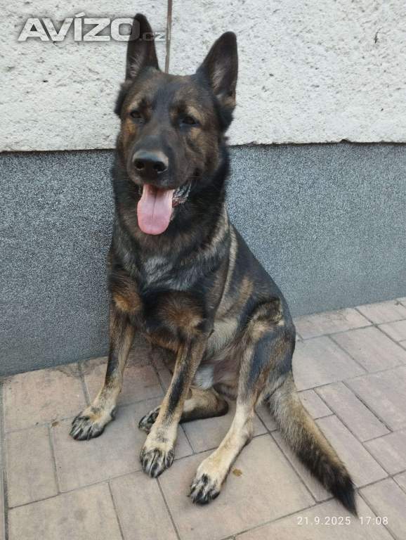 Foto inzerátu Fenka štěně německého ovčáka bez PP