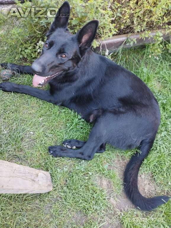 Foto inzerátu Fenka štěně německého ovčáka bez PP