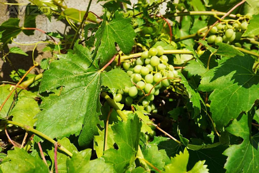 Foto inzerátu Zděná chata Butov - Přehrada Hracholusky + zahrada