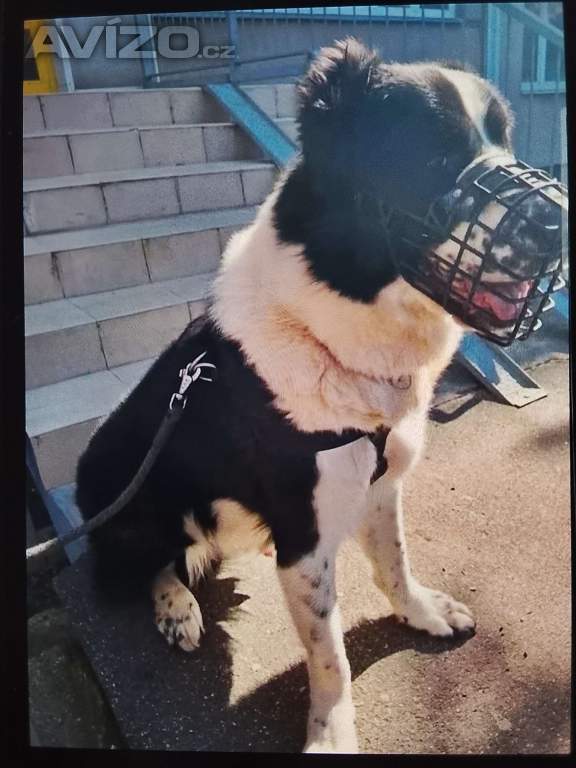 Foto inzerátu Daruji středoasijského pasteveckého psa 