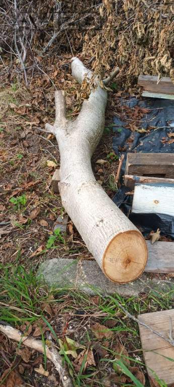 Foto inzerátu Prodej dřeva- ořech 