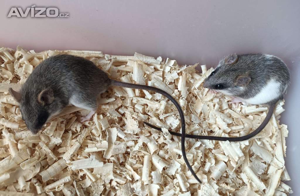 Foto inzerátu Krysa akáciová