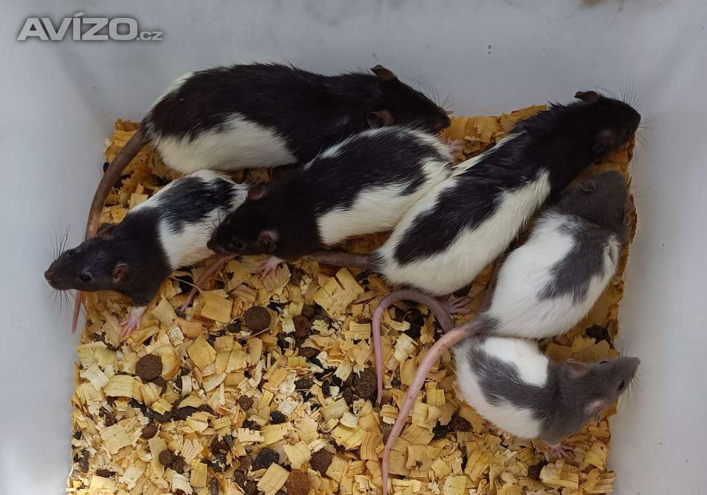 Potkani - prodám mláďata potkanů