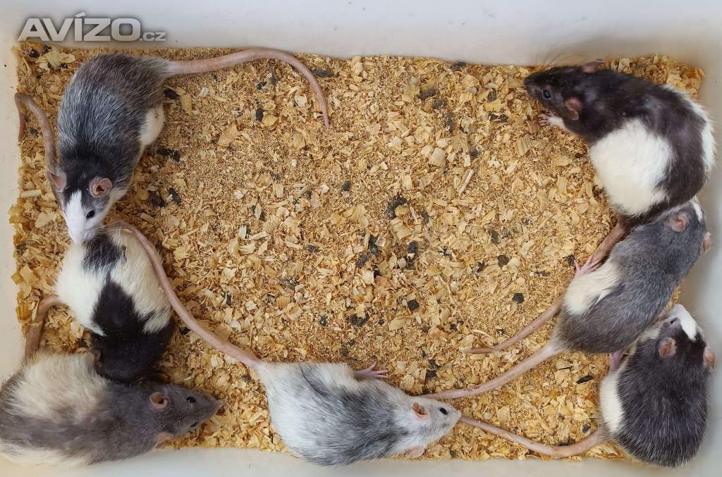 Foto inzerátu Potkani - prodám mláďata potkanů