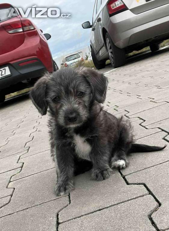 Prodám štěně 