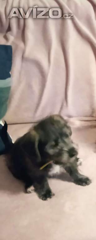 Foto inzerátu Prodám štěně 