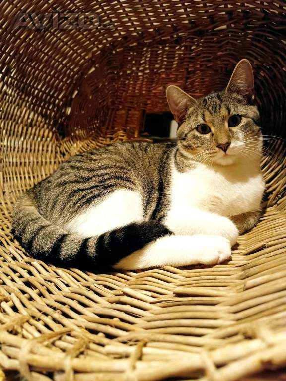 BENNY - kotě, 6 měsíců 