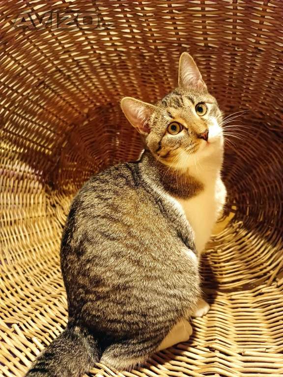 Foto inzerátu BENNY - kotě, 6 měsíců 