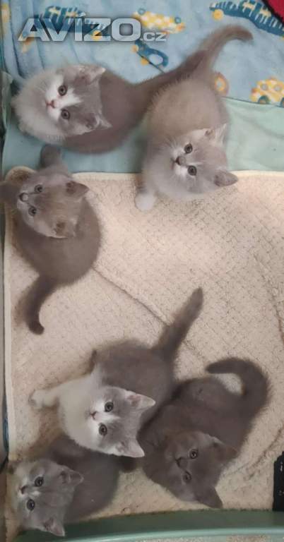 Foto inzerátu Britská koťata