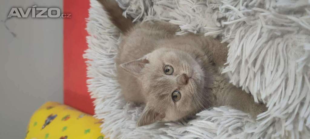 Foto inzerátu Britská koťata