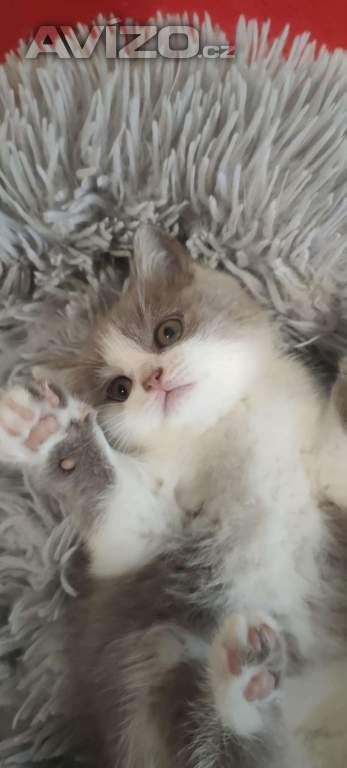 Foto inzerátu Britská koťata