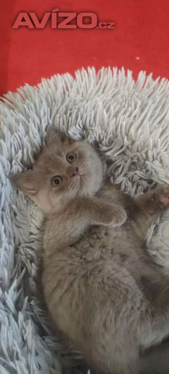 Foto inzerátu Britská koťata