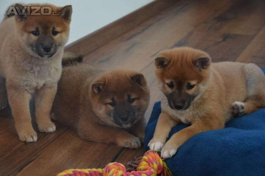 Shiba inu s průkazem původu 
