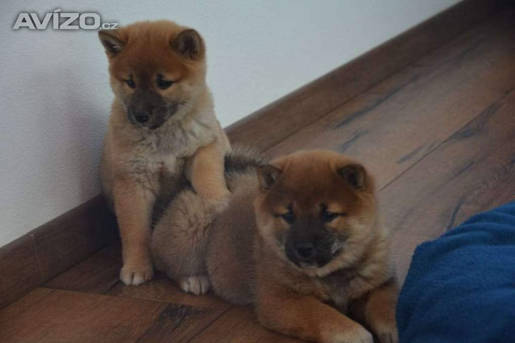 Foto inzerátu Shiba inu s průkazem původu 