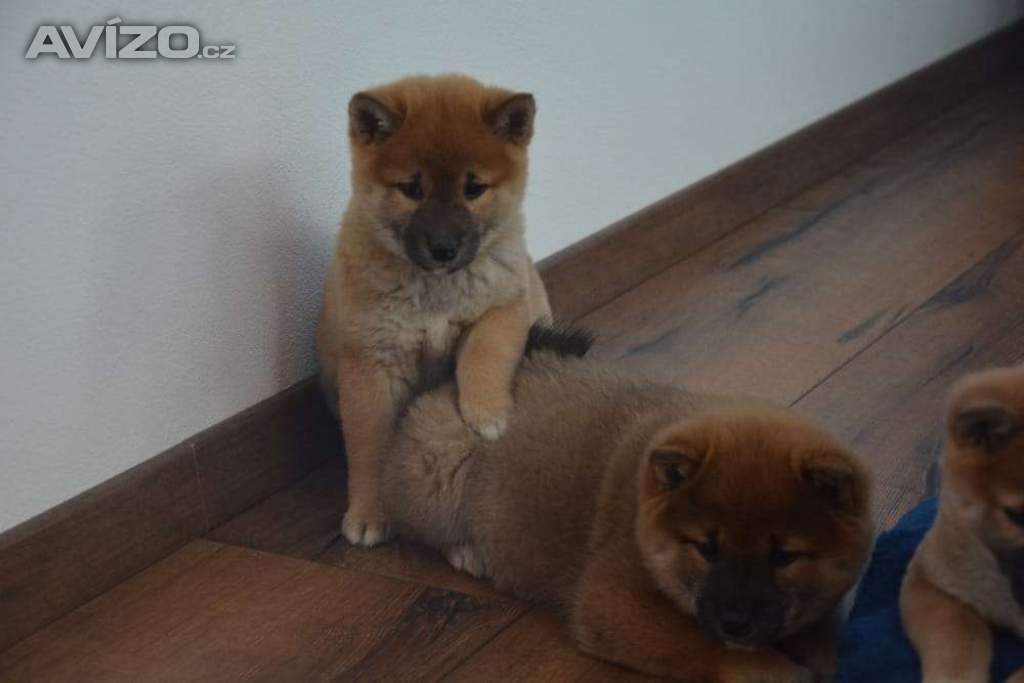 Foto inzerátu Shiba inu s průkazem původu 
