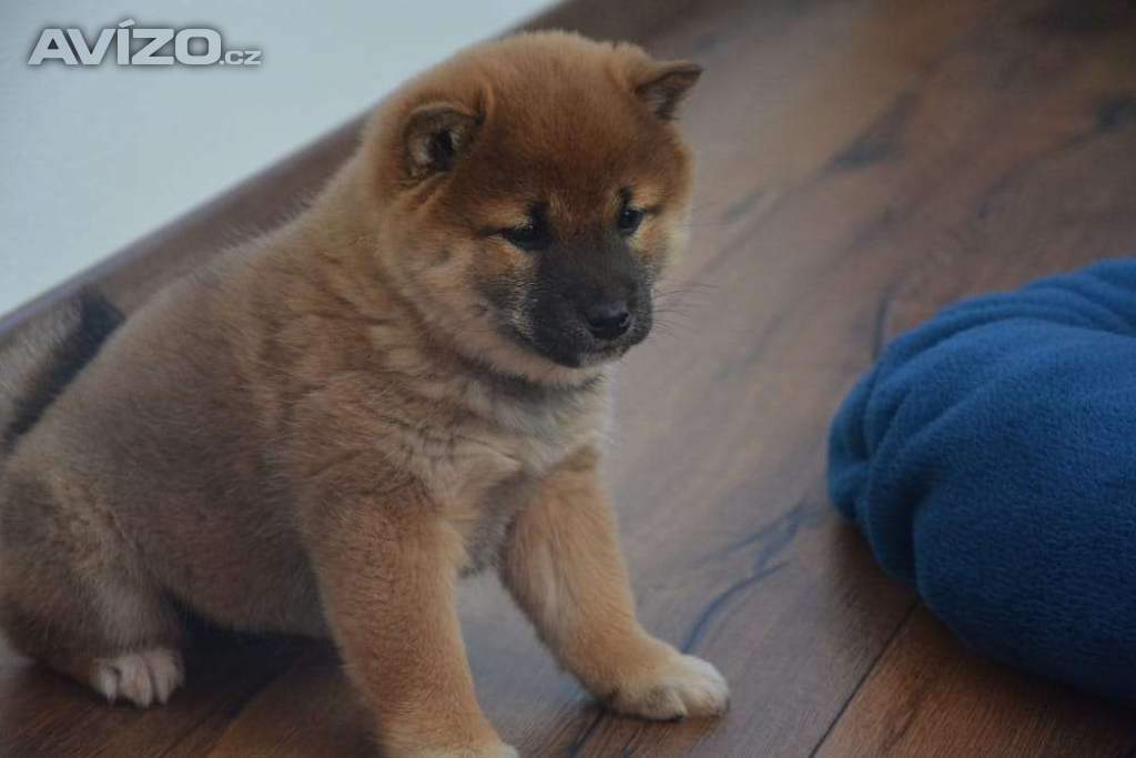 Foto inzerátu Shiba inu s průkazem původu 