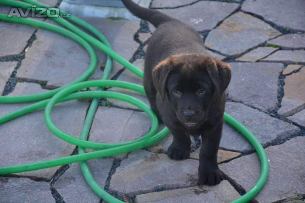 Foto inzerátu Labrador hnědé barvy 