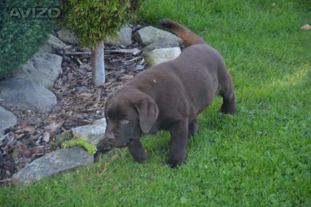 Foto inzerátu Labrador hnědé barvy 