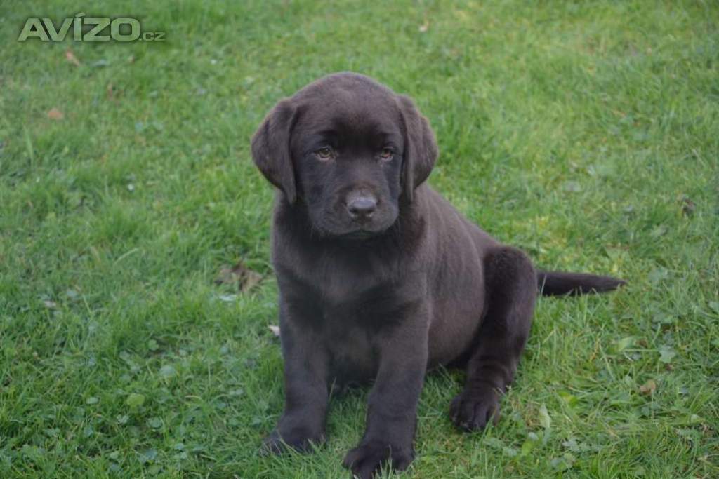 Foto inzerátu Labrador hnědé barvy 
