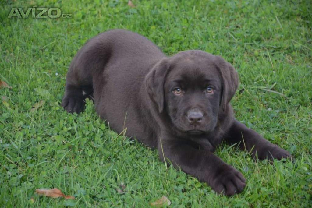 Foto inzerátu Labrador hnědé barvy 