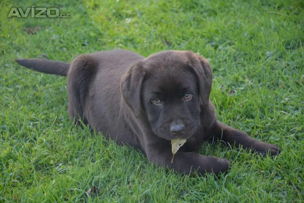 Foto inzerátu Labrador hnědé barvy 