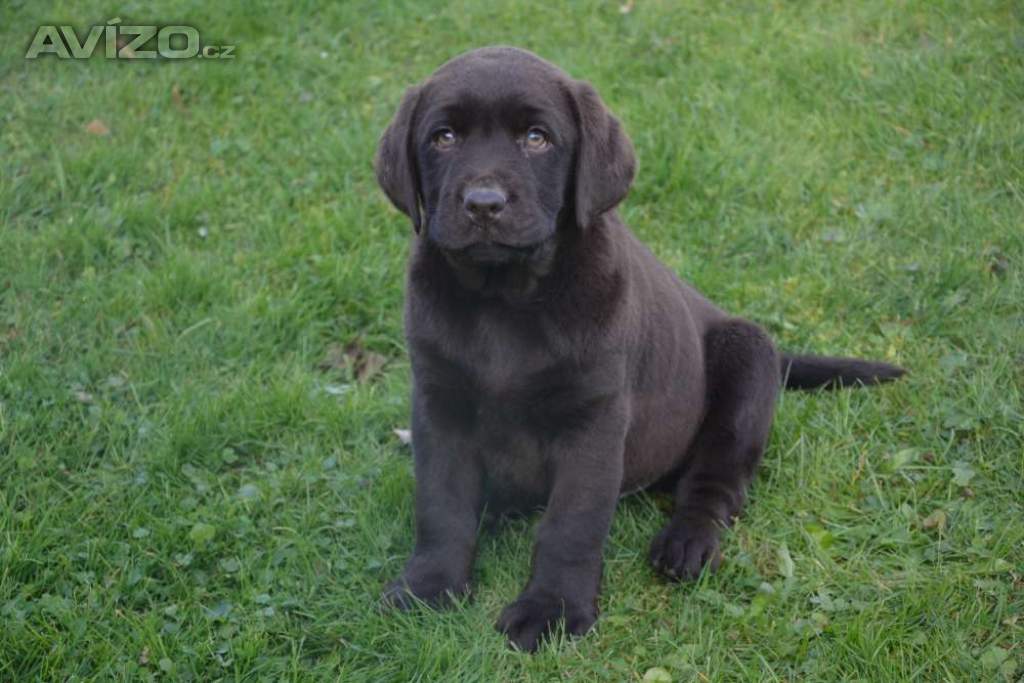 Foto inzerátu Labrador hnědé barvy 