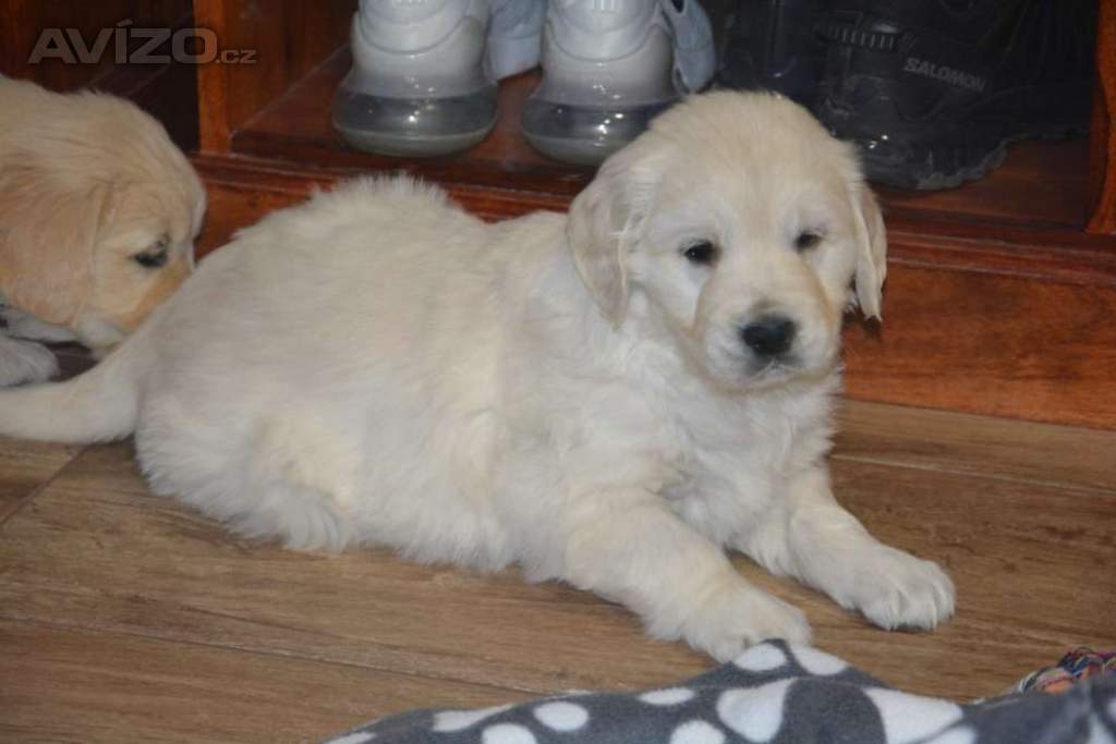 Foto inzerátu Zlatý retrívr