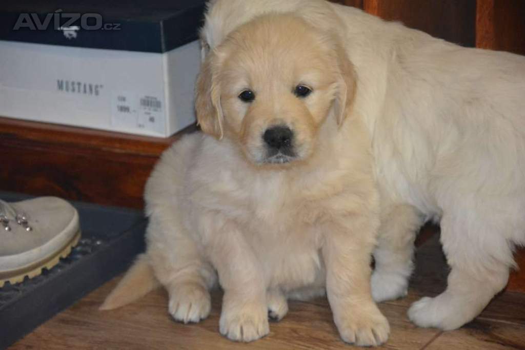 Foto inzerátu Zlatý retrívr