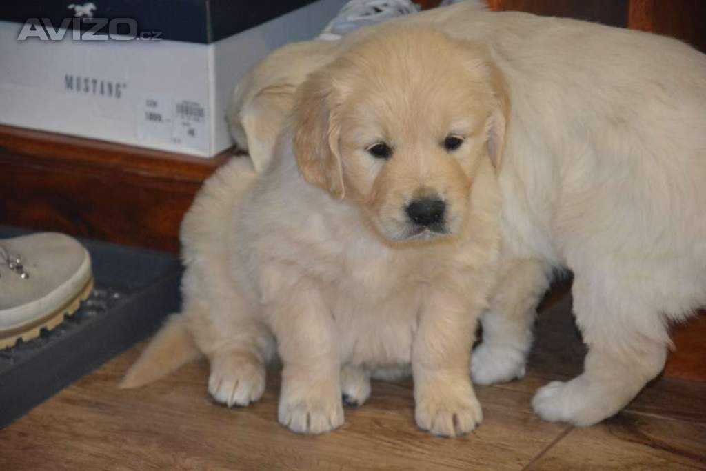 Foto inzerátu Zlatý retrívr