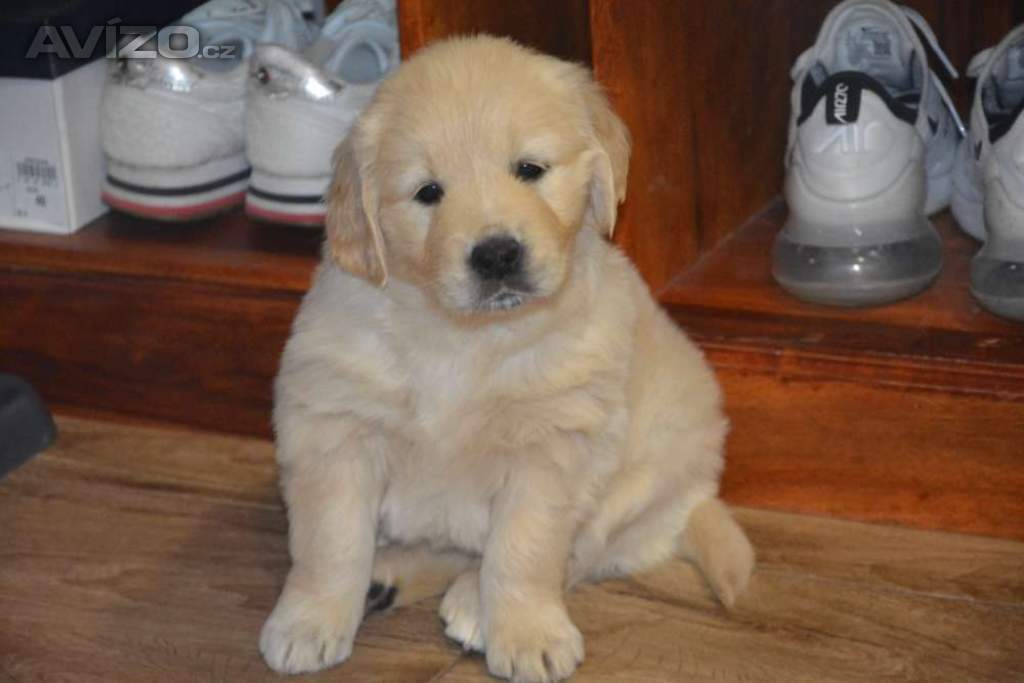 Foto inzerátu Zlatý retrívr
