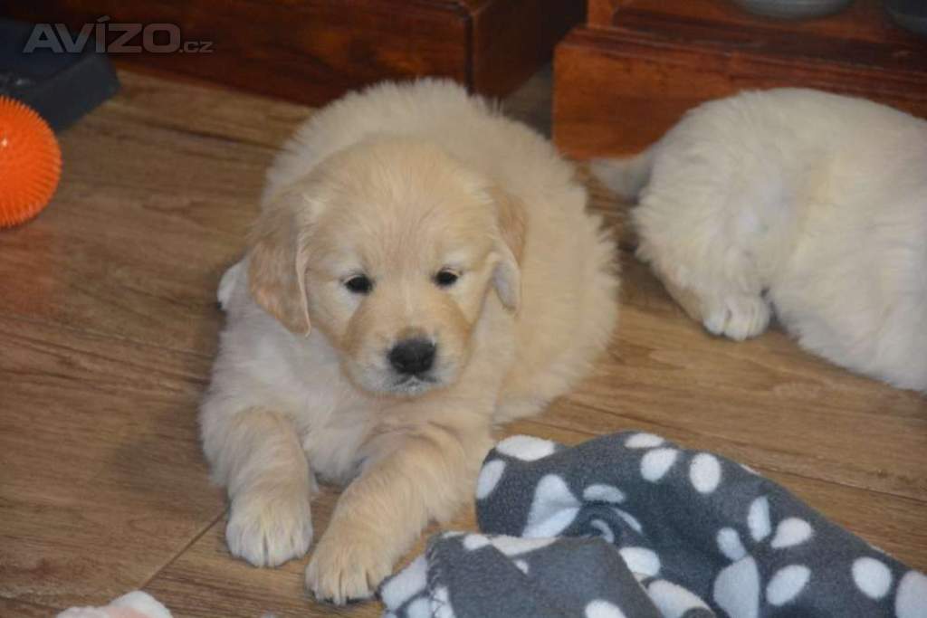 Foto inzerátu Zlatý retrívr