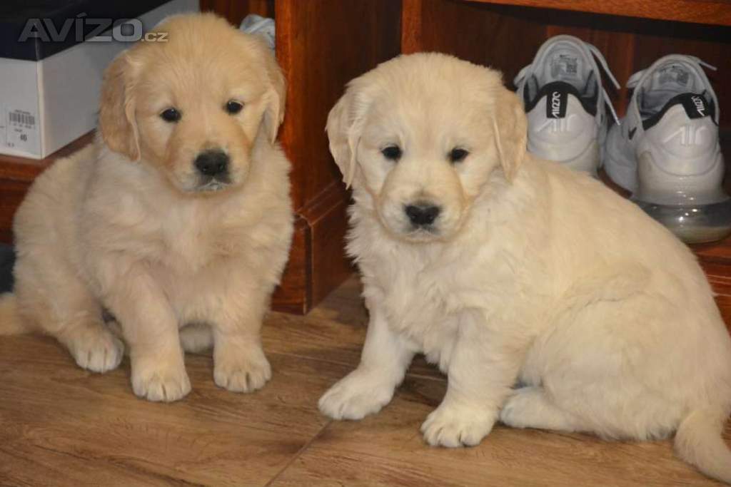 Foto inzerátu Zlatý retrívr