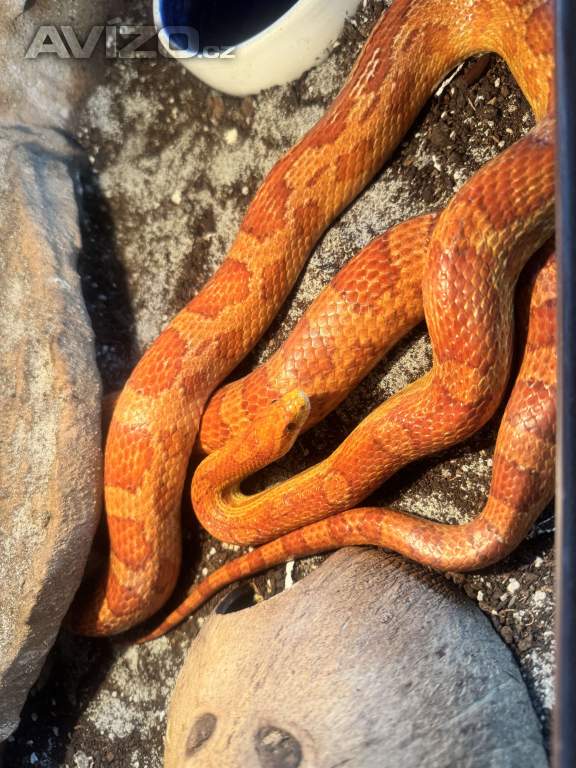 Foto inzerátu Užovka červená