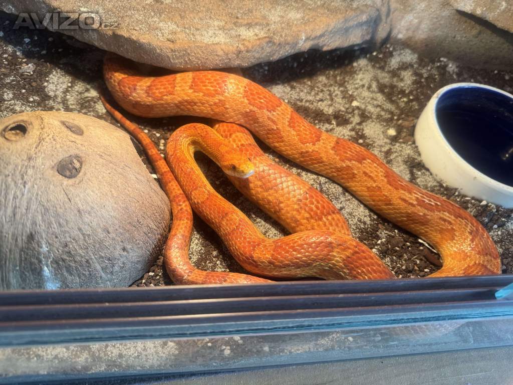Foto inzerátu Užovka červená