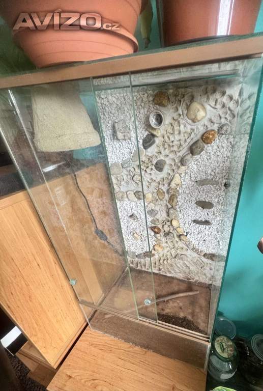 Foto inzerátu Užovka červená