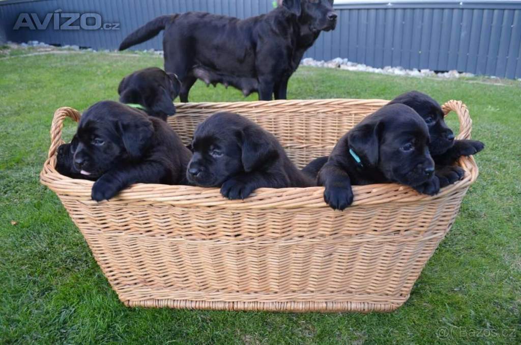 Labradorsky retriver s PP-šteňata