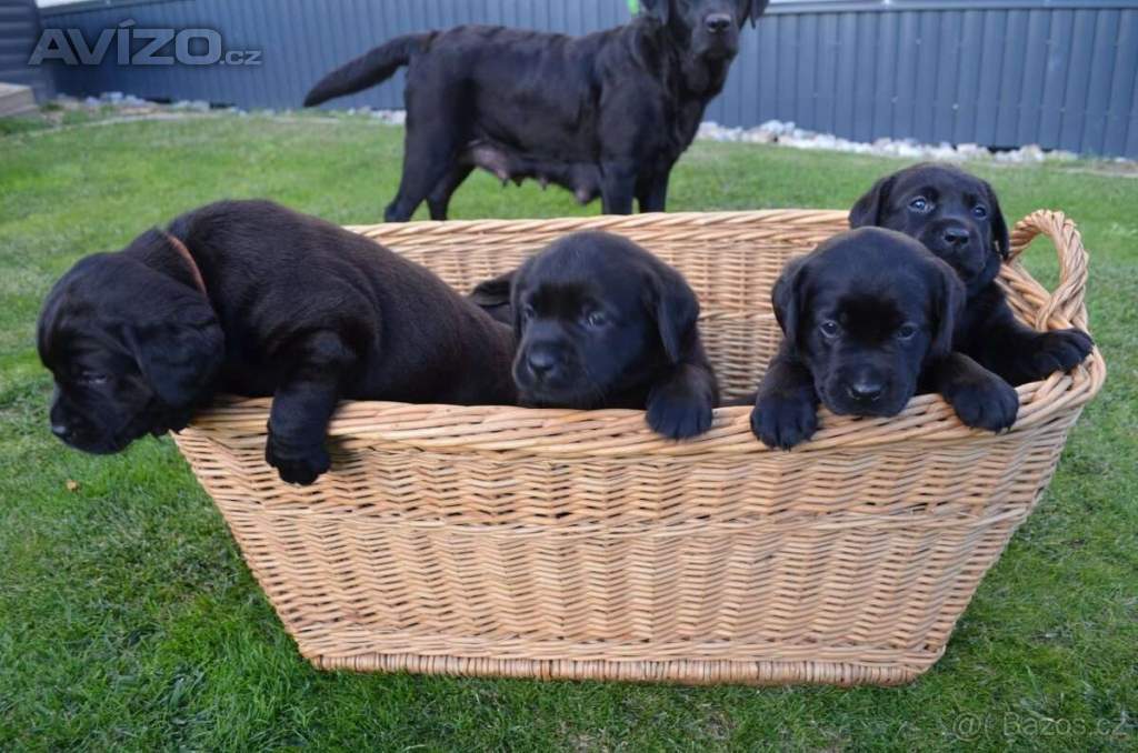 Foto inzerátu Labradorsky retriver s PP-šteňata