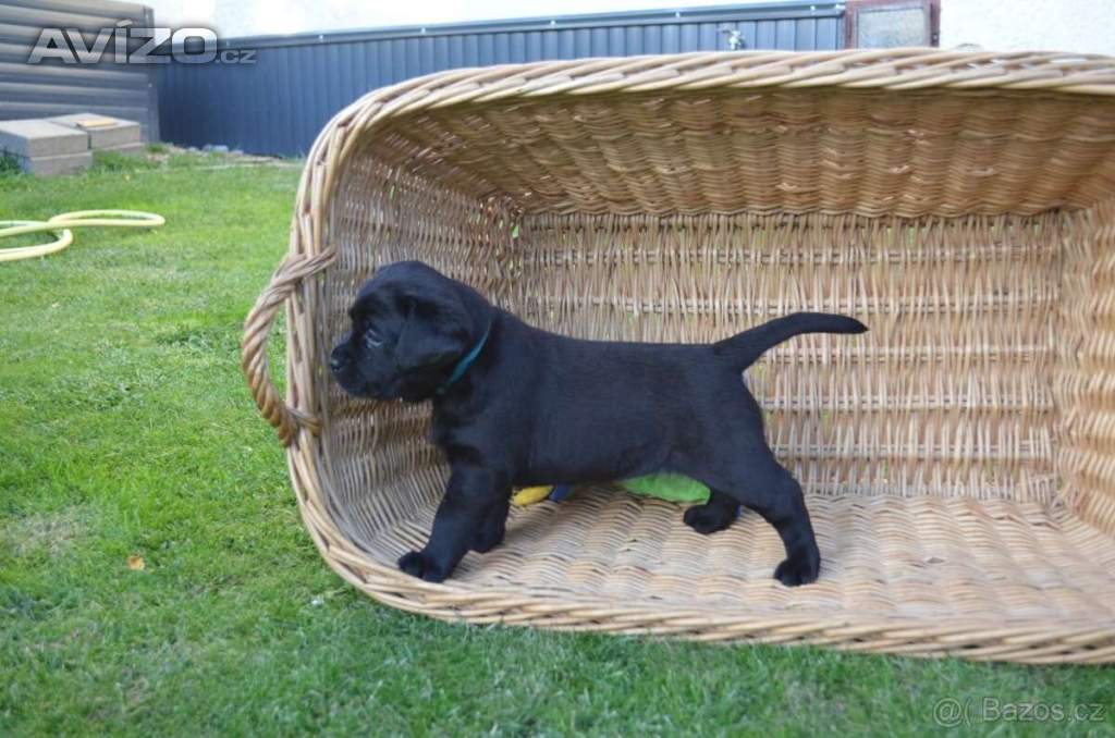Foto inzerátu Labradorsky retriver s PP-šteňata